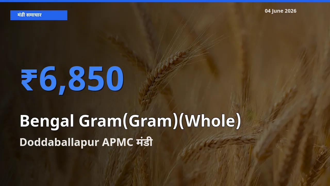 आज चना (साबुत) के सबसे ज़्यादा दाम Doddaballapur APMC मंडी में दर्ज