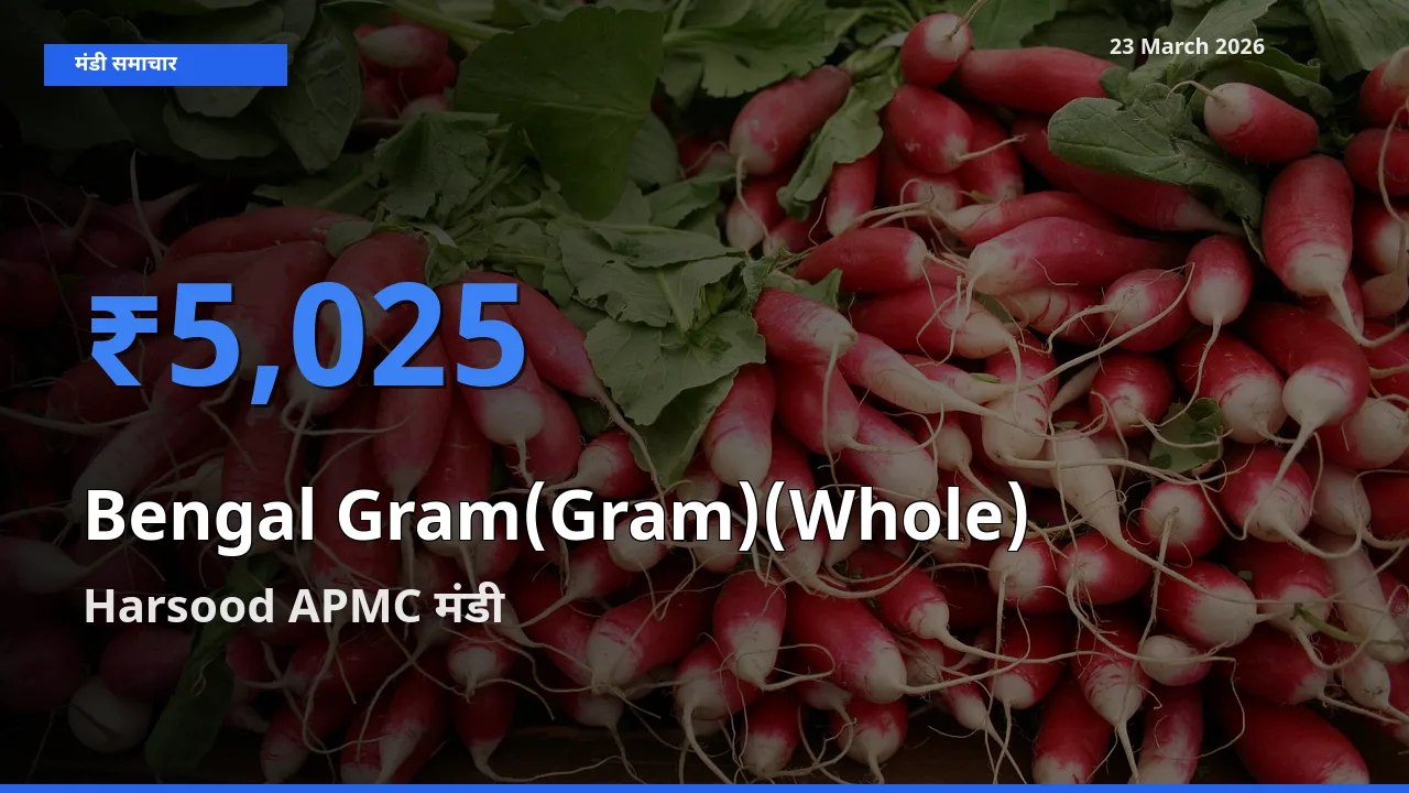 Harsood APMC मंडी में चना (साबुत) ₹5,025 पर पहुँचा – आज का सर्वोच्च भाव