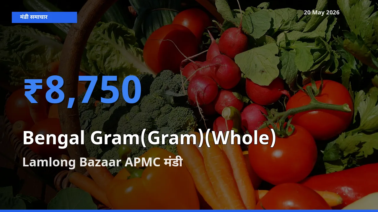 20 May अपडेट: चना (साबुत) के सबसे ऊँचे दाम Lamlong Bazaar APMC मंडी में