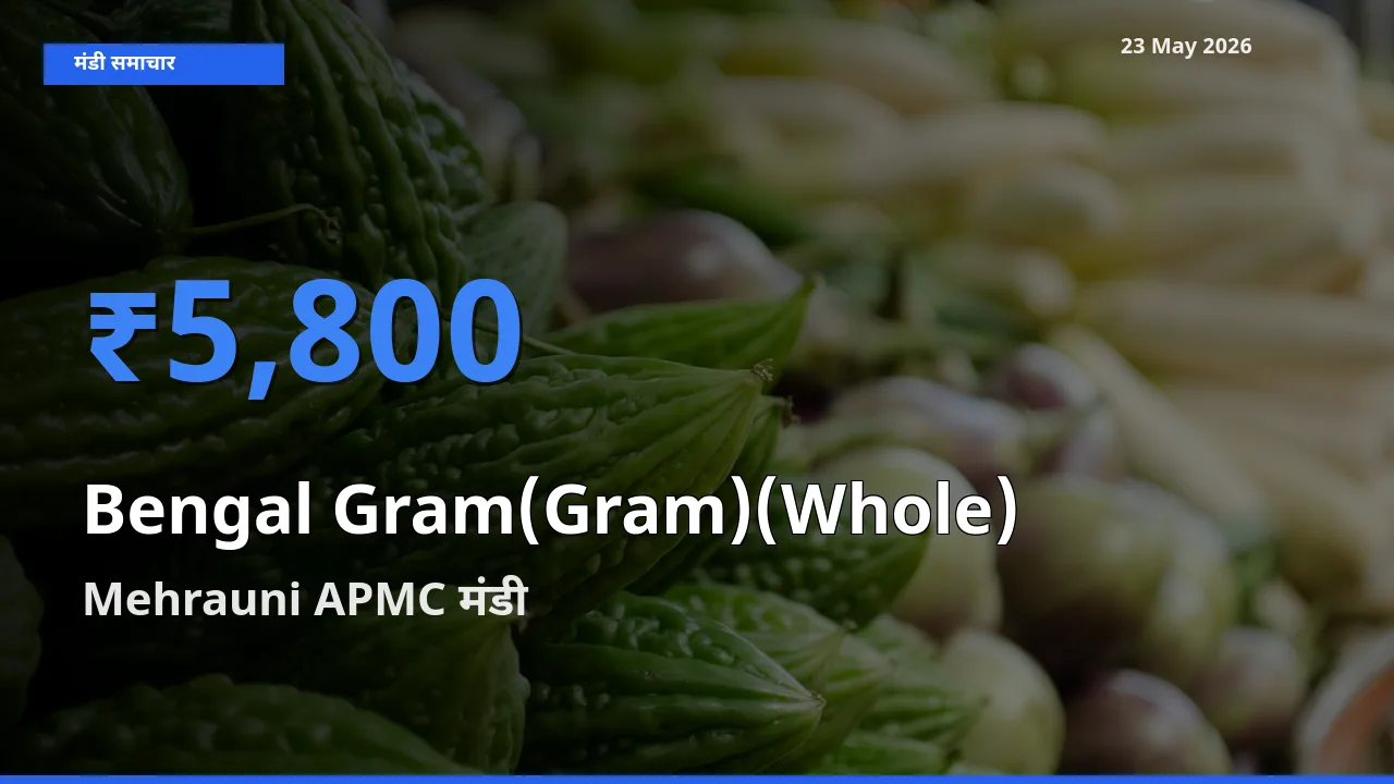 Mehrauni APMC मंडी में आज चना (साबुत) के सबसे ऊँचे दाम दर्ज
