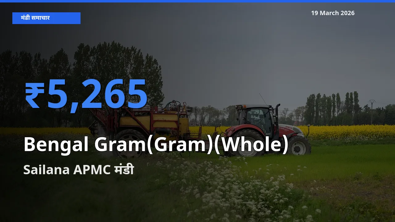 19 March अपडेट: चना (साबुत) के सबसे ऊँचे दाम Sailana APMC मंडी में