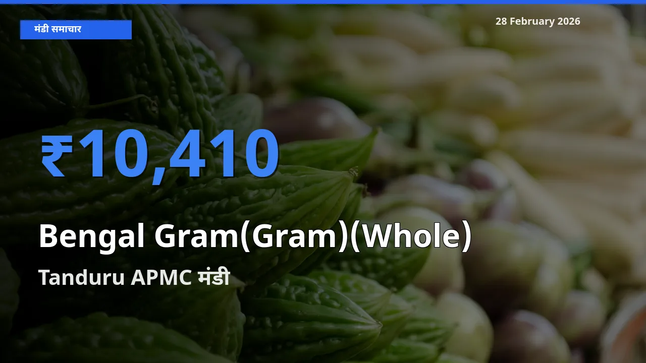 Tanduru APMC मंडी में आज Bengal Gram(Gram)(Whole) के सबसे ऊँचे दाम दर्ज
