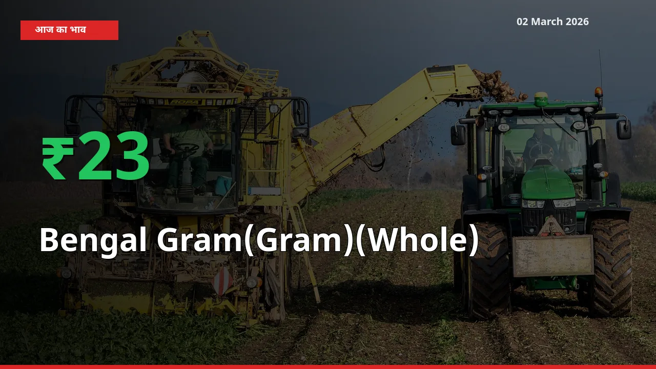 किसानों के लिए खुशखबरी! स्थानीय मंडी में Bengal Gram(Gram)(Whole) 22.9% उछला