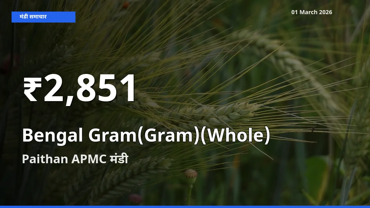 Paithan APMC में Bengal Gram(Gram)(Whole) के दाम 30 दिन के न्यूनतम स्तर पर, आज का मंडी भाव देखें