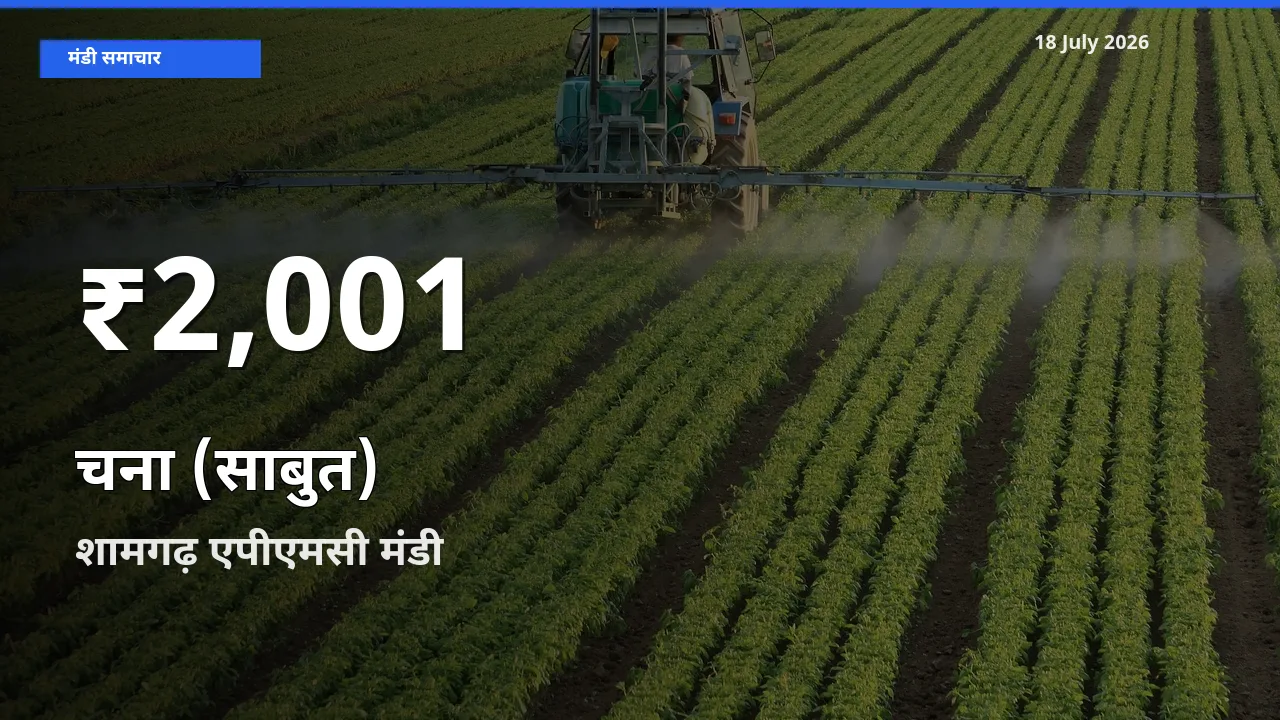 शामगढ़ एपीएमसी में चना (साबुत) के दाम 30 दिन के न्यूनतम स्तर पर, आज का मंडी भाव देखें