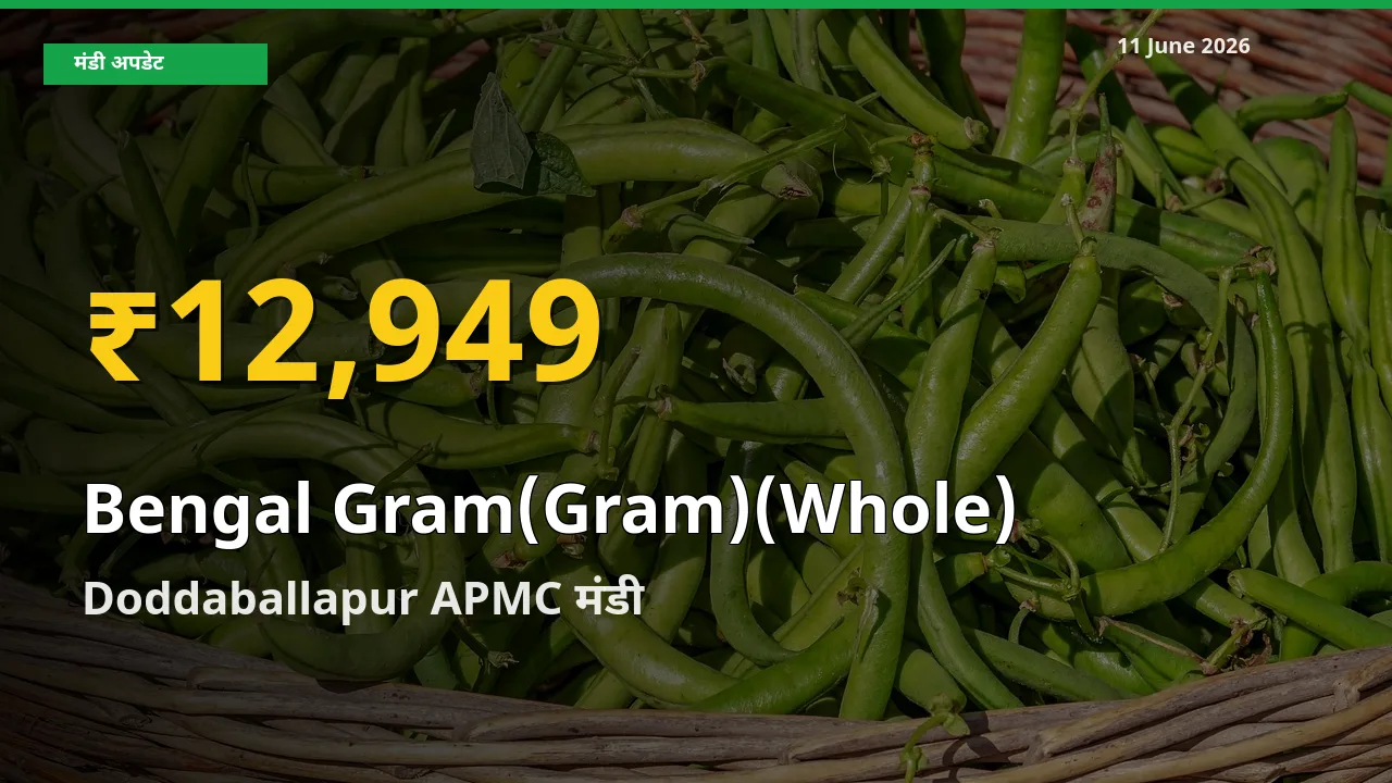 11 June अपडेट: Doddaballapur APMC में चना (साबुत) के दाम रिकॉर्ड स्तर पर