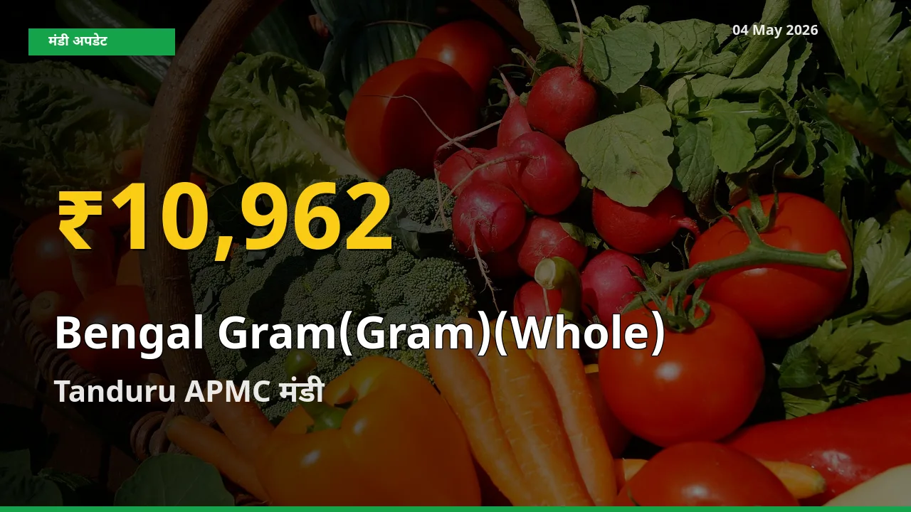 Tanduru APMC में चना (साबुत) ₹10,962 पर पहुँचा – अब तक का उच्चतम भाव
