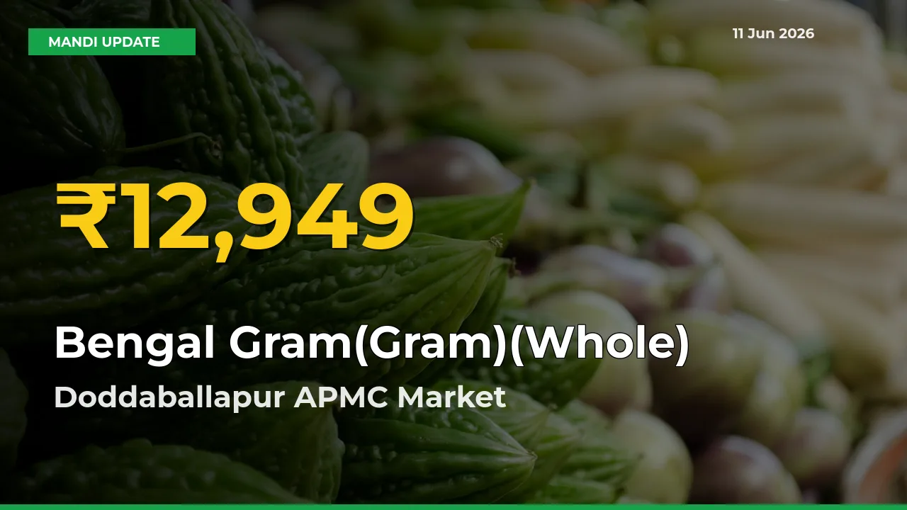 Bengal Gram(Gram)(Whole) Price Hits New High in Doddaballapur APMC Today – Check Latest Mandi Rates
