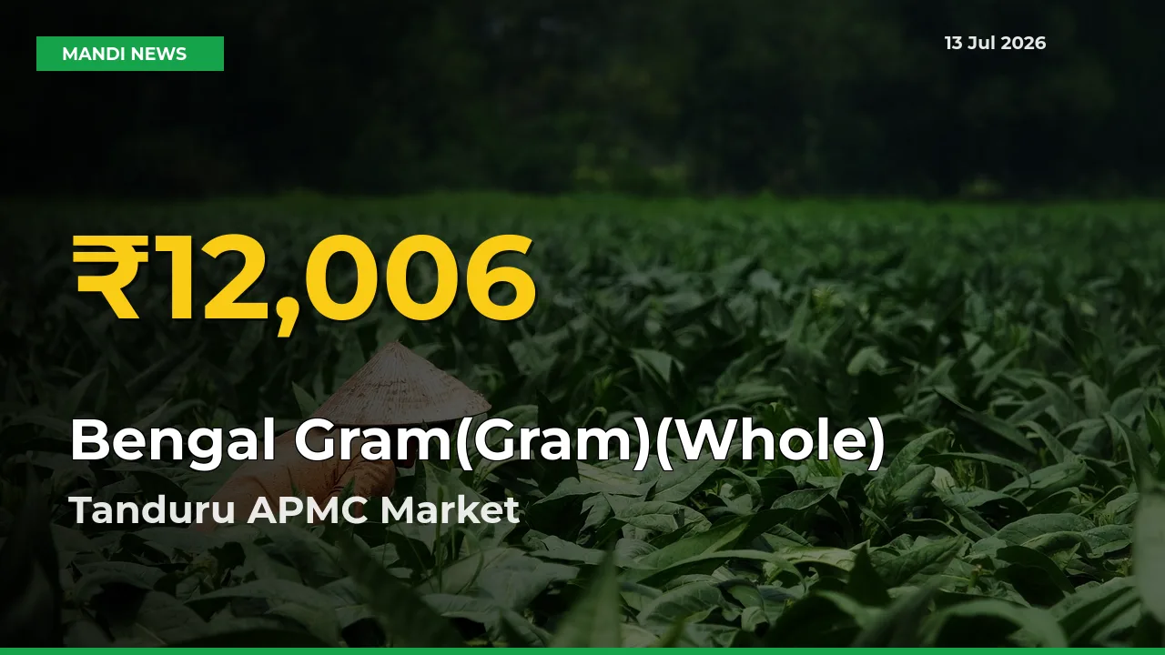 Bengal Gram(Gram)(Whole) Hits Fresh High in Tanduru APMC Today