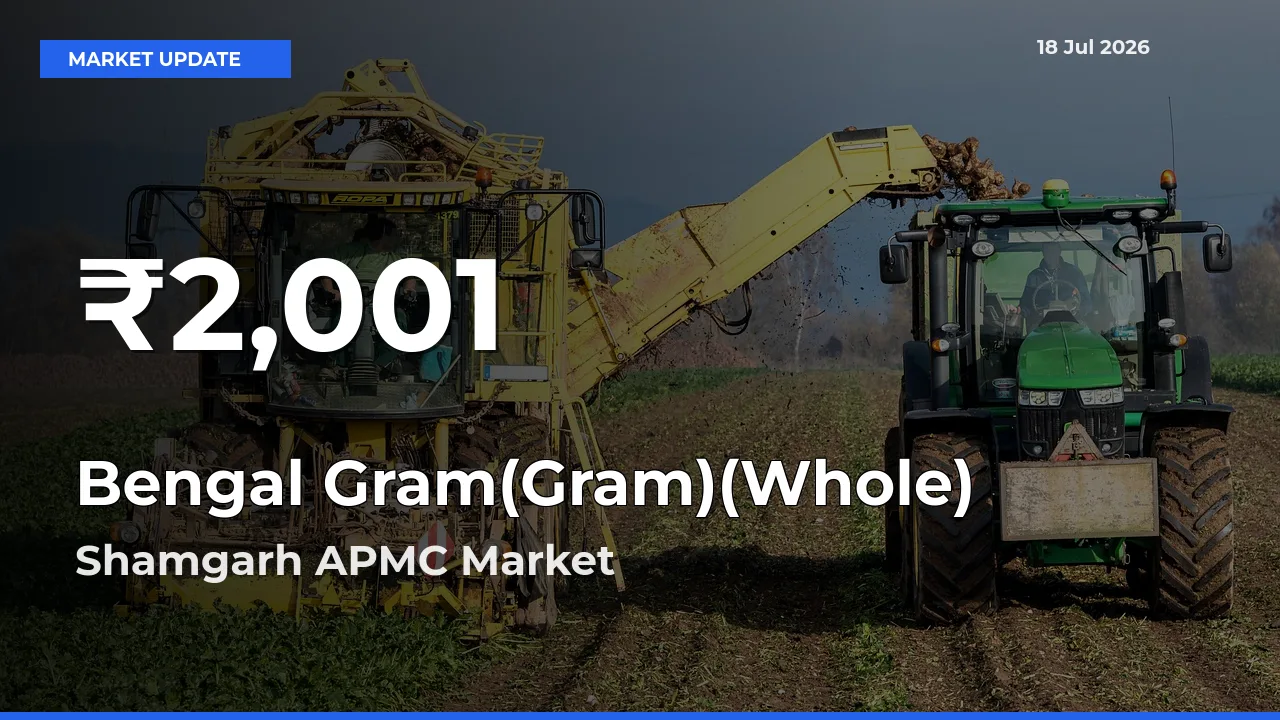 Bengal Gram(Gram)(Whole) Prices Touch 30-Day Low in Shamgarh APMC – July 18 Update
