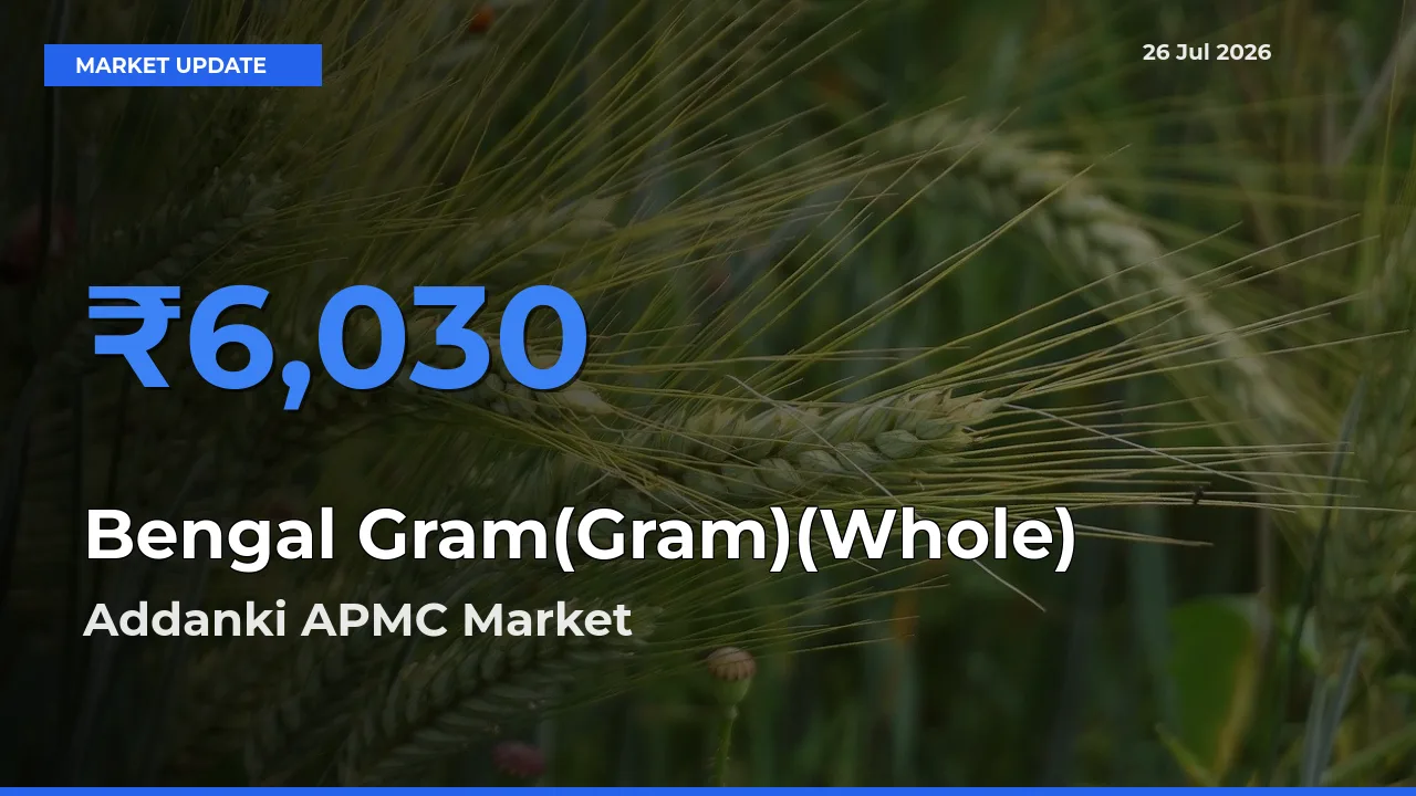 Addanki APMC Emerges as Top Mandi for Bengal Gram(Gram)(Whole) Prices Today