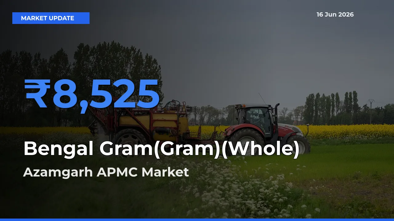 Azamgarh APMC Emerges as Top Mandi for Bengal Gram(Gram)(Whole) Prices Today