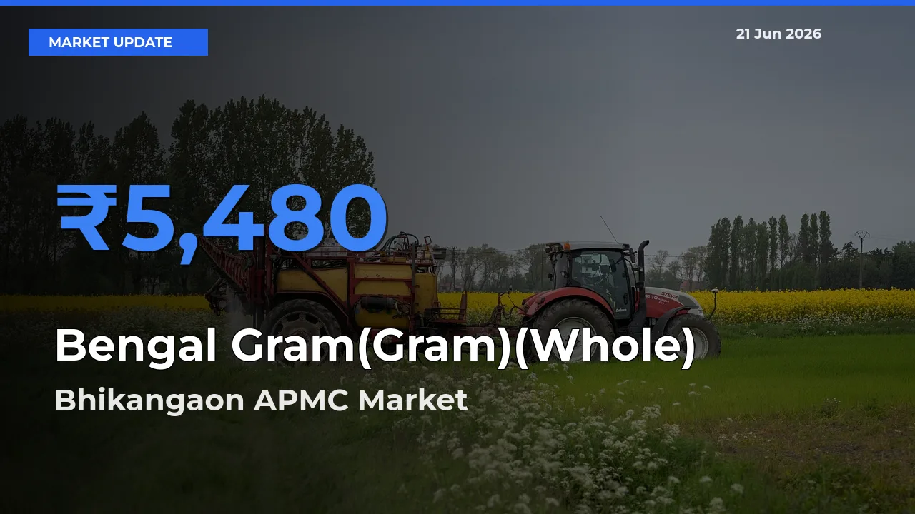 Bhikangaon APMC Offers ₹5,480 – Highest Bengal Gram(Gram)(Whole) Rate Today