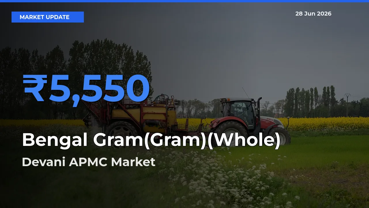 Top Performer! Devani APMC Offers Best Bengal Gram(Gram)(Whole) Price Today