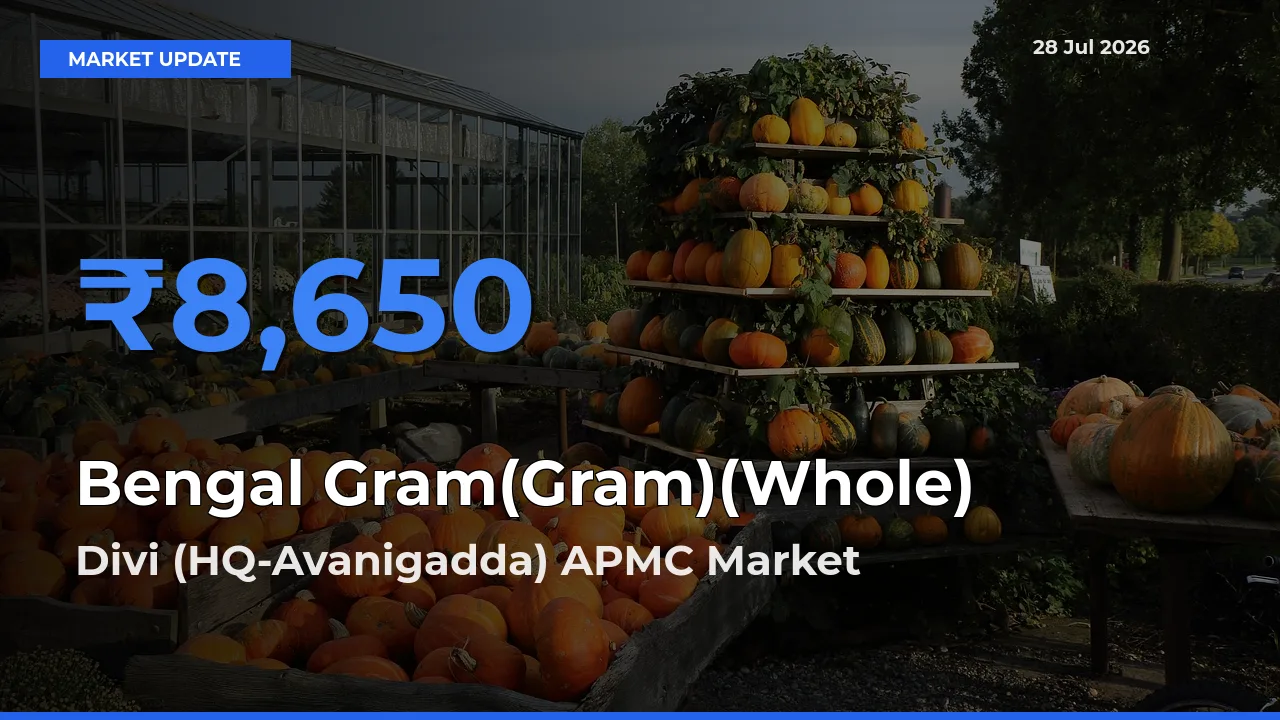 Divi (HQ-Avanigadda) APMC, Krishna, Andhra Pradesh Emerges as Top Mandi for Bengal Gram(Gram)(Whole) Prices Today