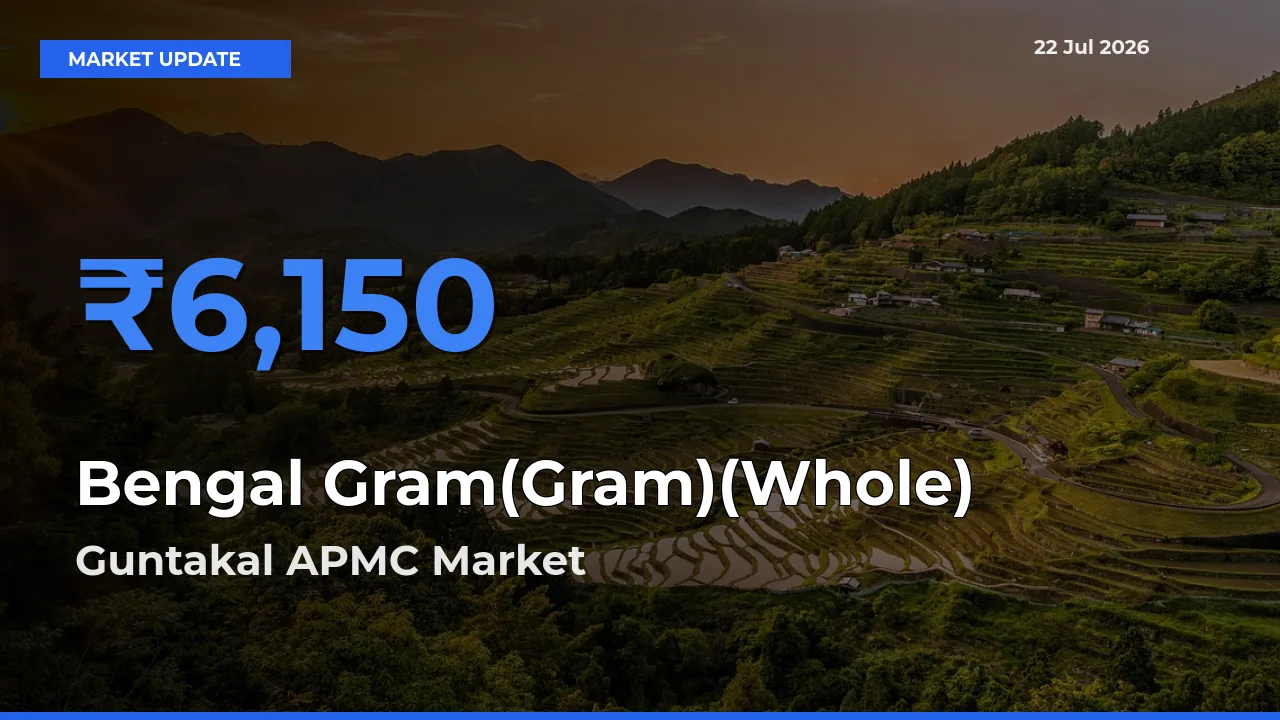 Bengal Gram(Gram)(Whole) Mandi Rate Today: Guntakal APMC Tops the List