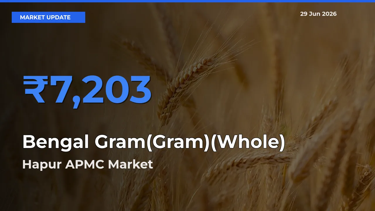 Hapur APMC Tops Bengal Gram(Gram)(Whole) Rates – June 29 Market Update
