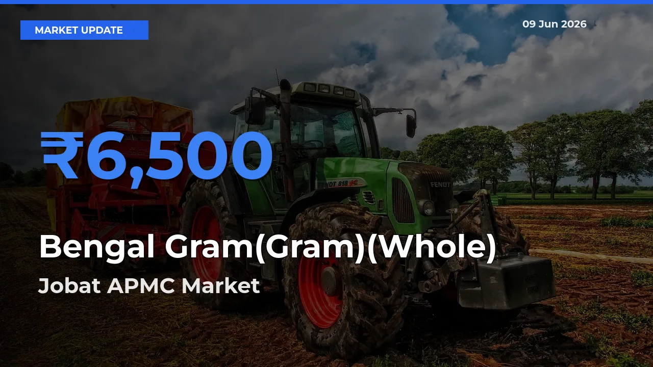 Market Watch: Jobat APMC Becomes Top Mandi for Bengal Gram(Gram)(Whole)
