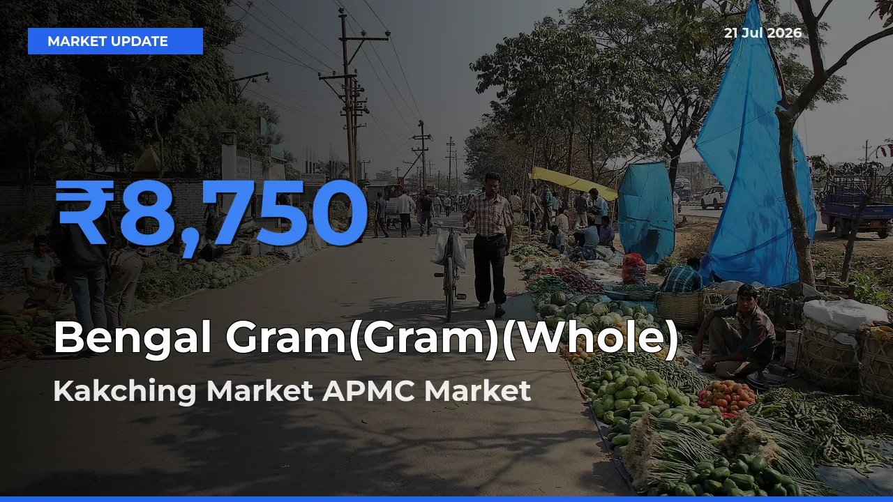 Kakching Market APMC Leads as Top Mandi for Bengal Gram(Gram)(Whole) Prices