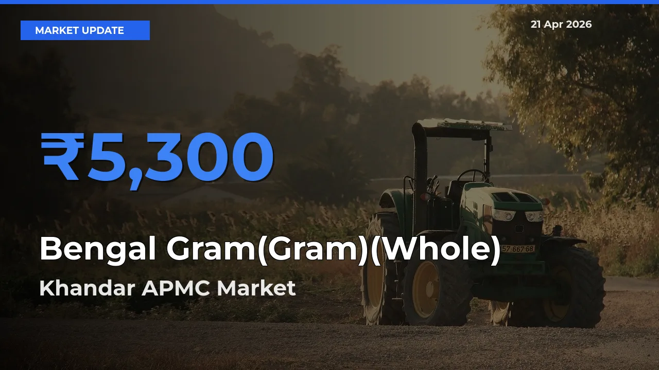 Top Performer! Khandar APMC Offers Best Bengal Gram(Gram)(Whole) Price Today