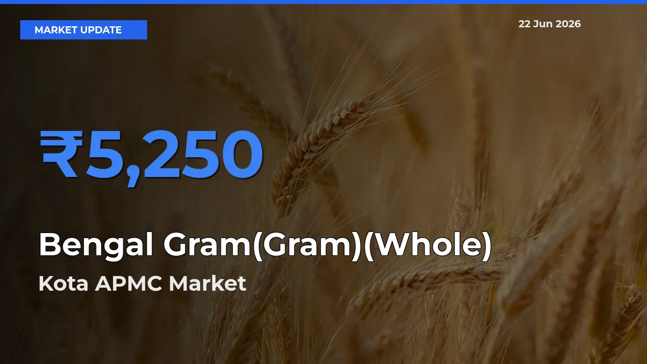 Bengal Gram(Gram)(Whole) Mandi Rate Today: Kota APMC Tops the List