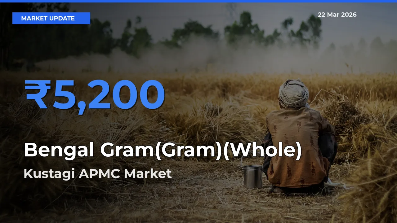 Kustagi APMC Emerges as Top Mandi for Bengal Gram(Gram)(Whole) Prices Today