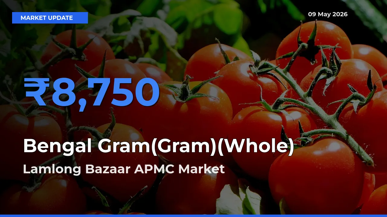 Top Performer! Lamlong Bazaar APMC Offers Best Bengal Gram(Gram)(Whole) Price Today