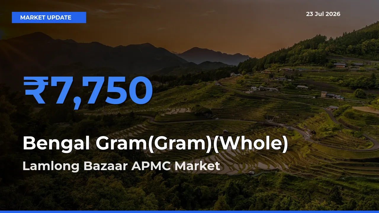 Lamlong Bazaar APMC Leads as Top Mandi for Bengal Gram(Gram)(Whole) Prices