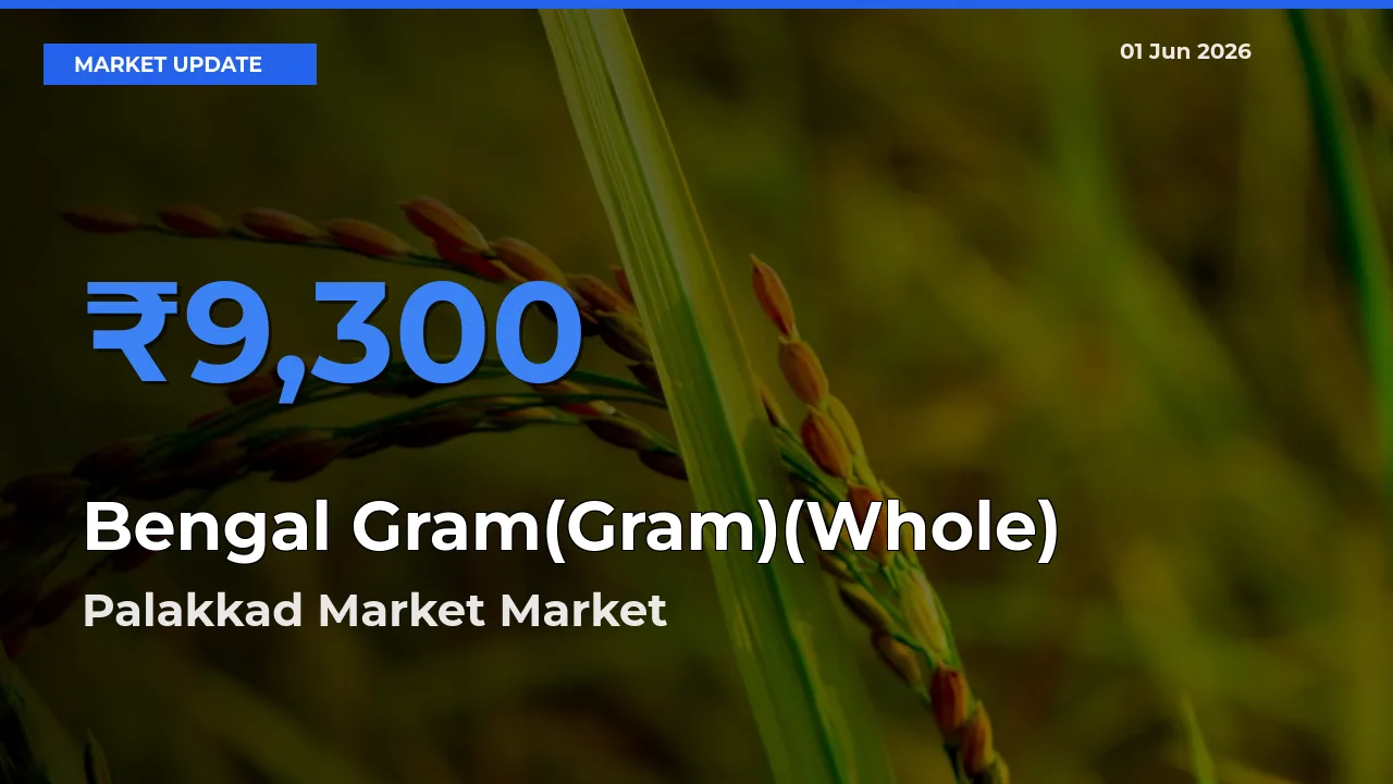 Palakkad Market Emerges as Top Mandi for Bengal Gram(Gram)(Whole) Prices Today