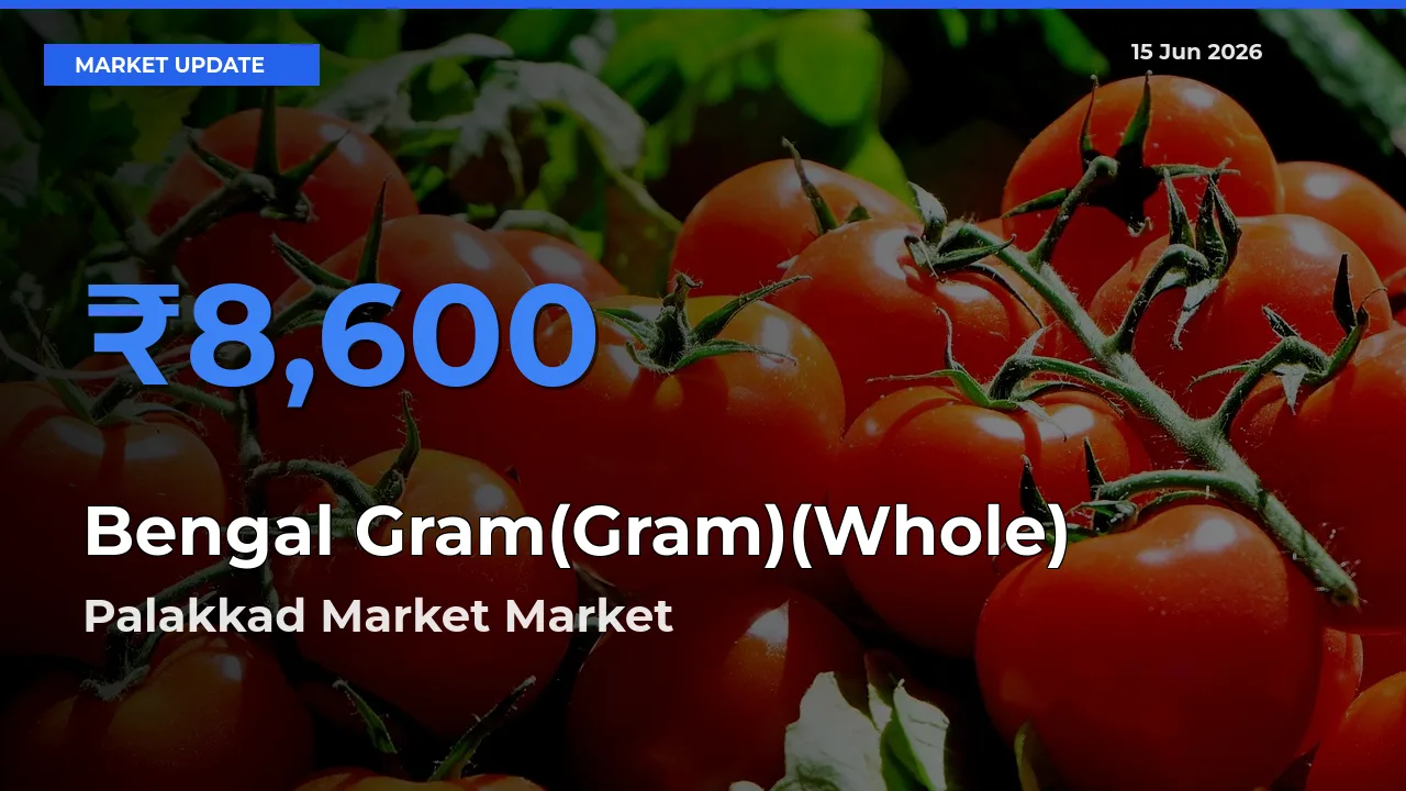 Market Watch: Palakkad Market Becomes Top Mandi for Bengal Gram(Gram)(Whole)