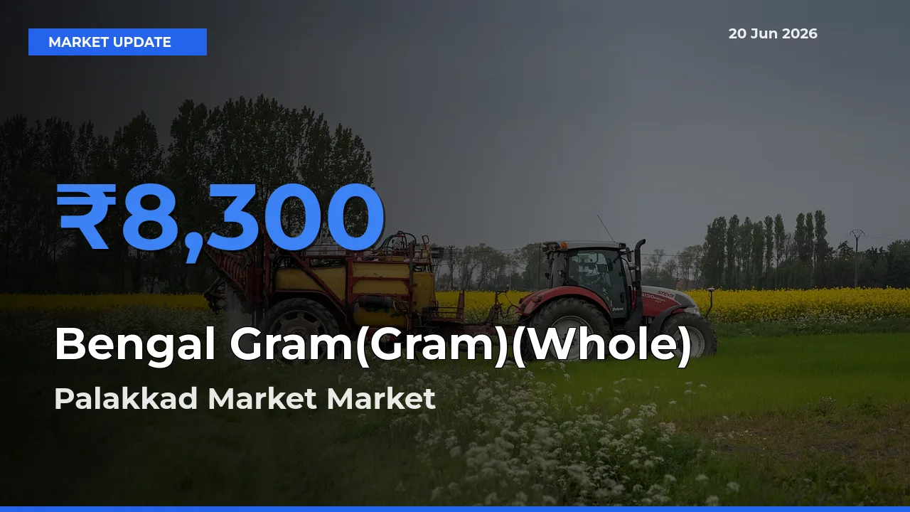 Palakkad Market Leads as Top Mandi for Bengal Gram(Gram)(Whole) Prices
