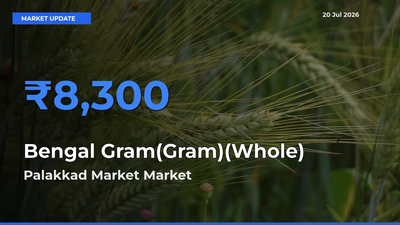 Top Performer! Palakkad Market Offers Best Bengal Gram(Gram)(Whole) Price Today