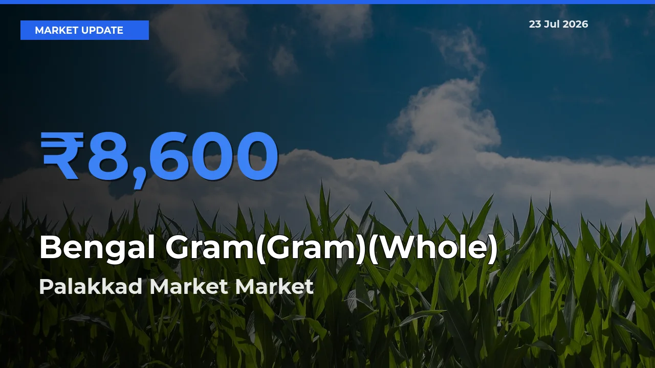 Bengal Gram(Gram)(Whole) Mandi Rate Today: Palakkad Market Tops the List