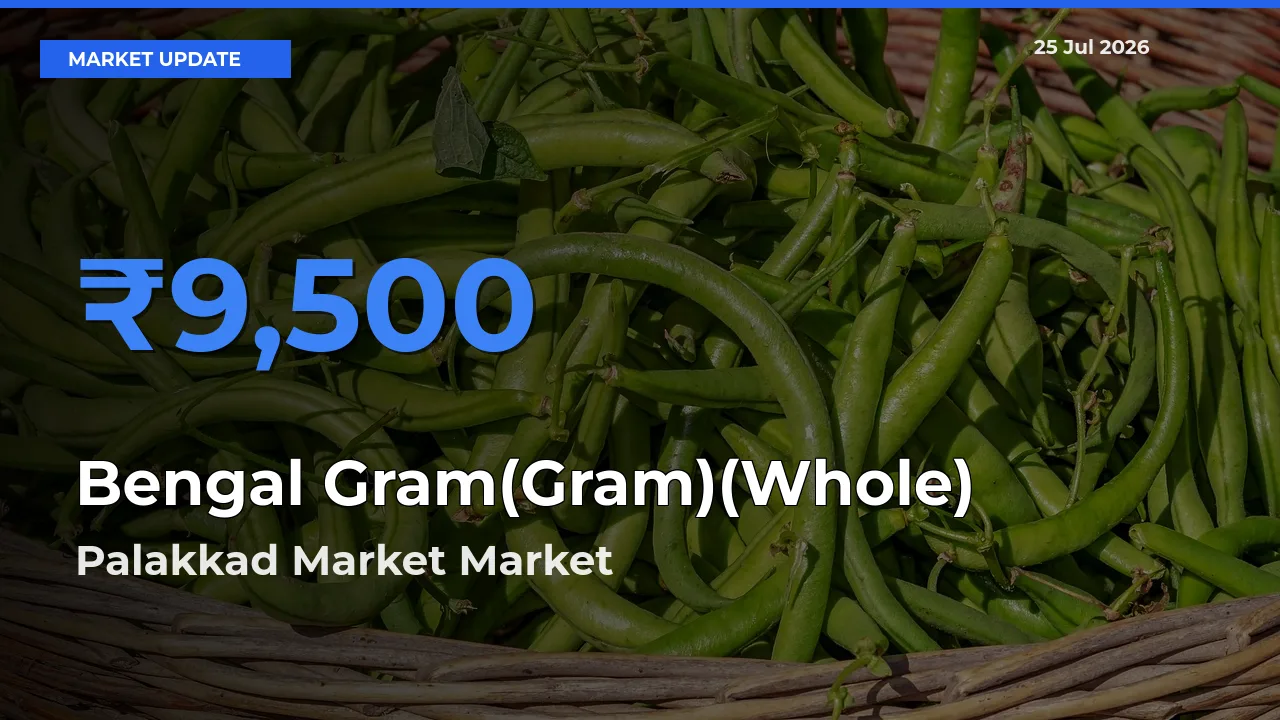 Palakkad Market Tops Bengal Gram(Gram)(Whole) Rates – July 25 Market Update