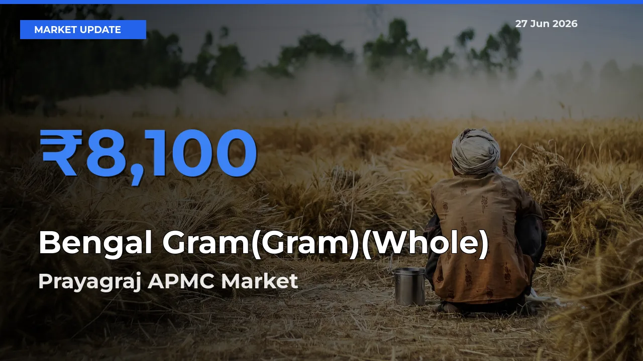 Market Watch: Prayagraj APMC Becomes Top Mandi for Bengal Gram(Gram)(Whole)