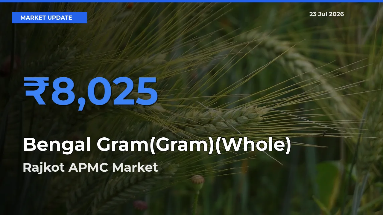 Top Performer! Rajkot APMC Offers Best Bengal Gram(Gram)(Whole) Price Today