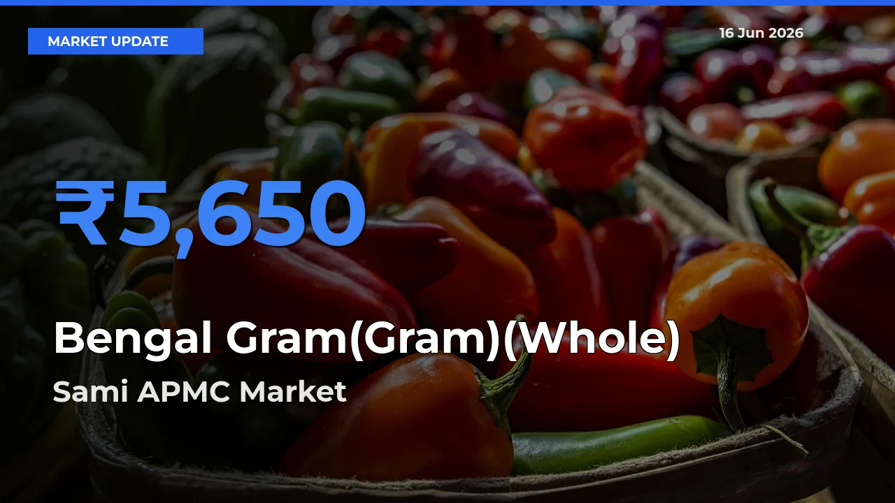 Bengal Gram(Gram)(Whole) Mandi Rate Today: Sami APMC Tops the List