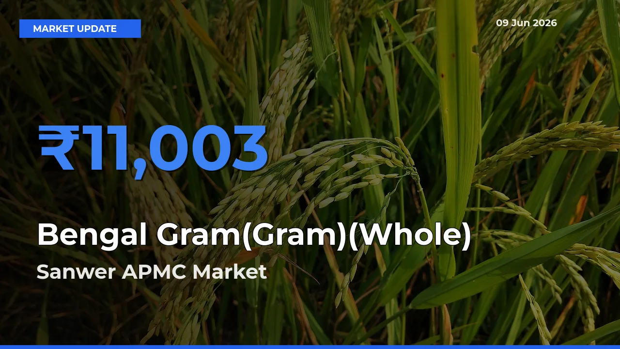 Sanwer APMC Emerges as Top Mandi for Bengal Gram(Gram)(Whole) Prices Today