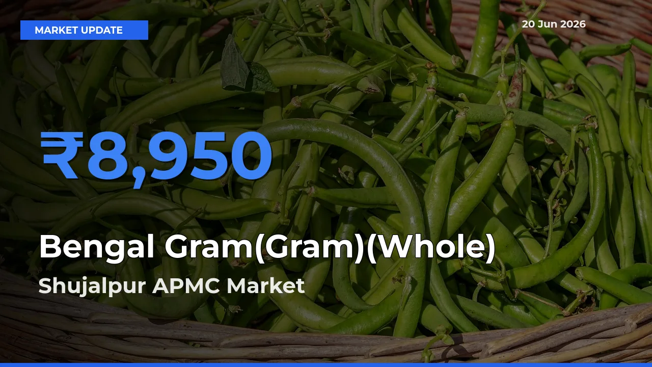 Shujalpur APMC Tops Bengal Gram(Gram)(Whole) Rates – June 20 Market Update
