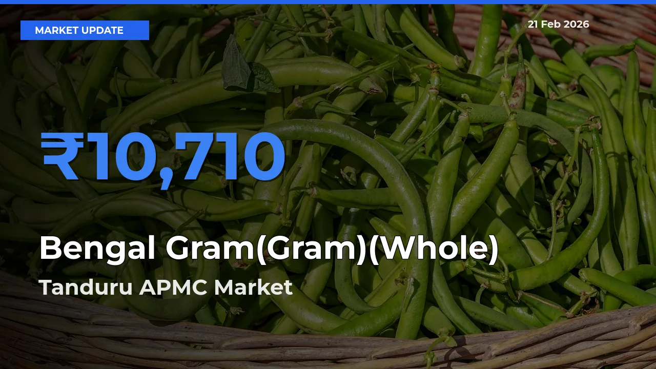 Bengal Gram(Gram)(Whole) Mandi Rate Today: Tanduru APMC Tops the List