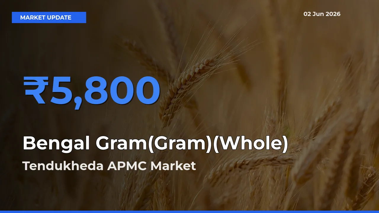 Tendukheda APMC Tops Bengal Gram(Gram)(Whole) Mandi Rates Today