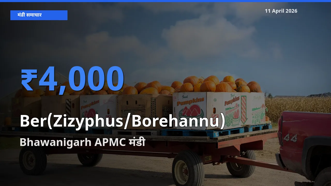 आज बेर के सबसे ऊँचे दाम ₹4,000 Bhawanigarh APMC मंडी में