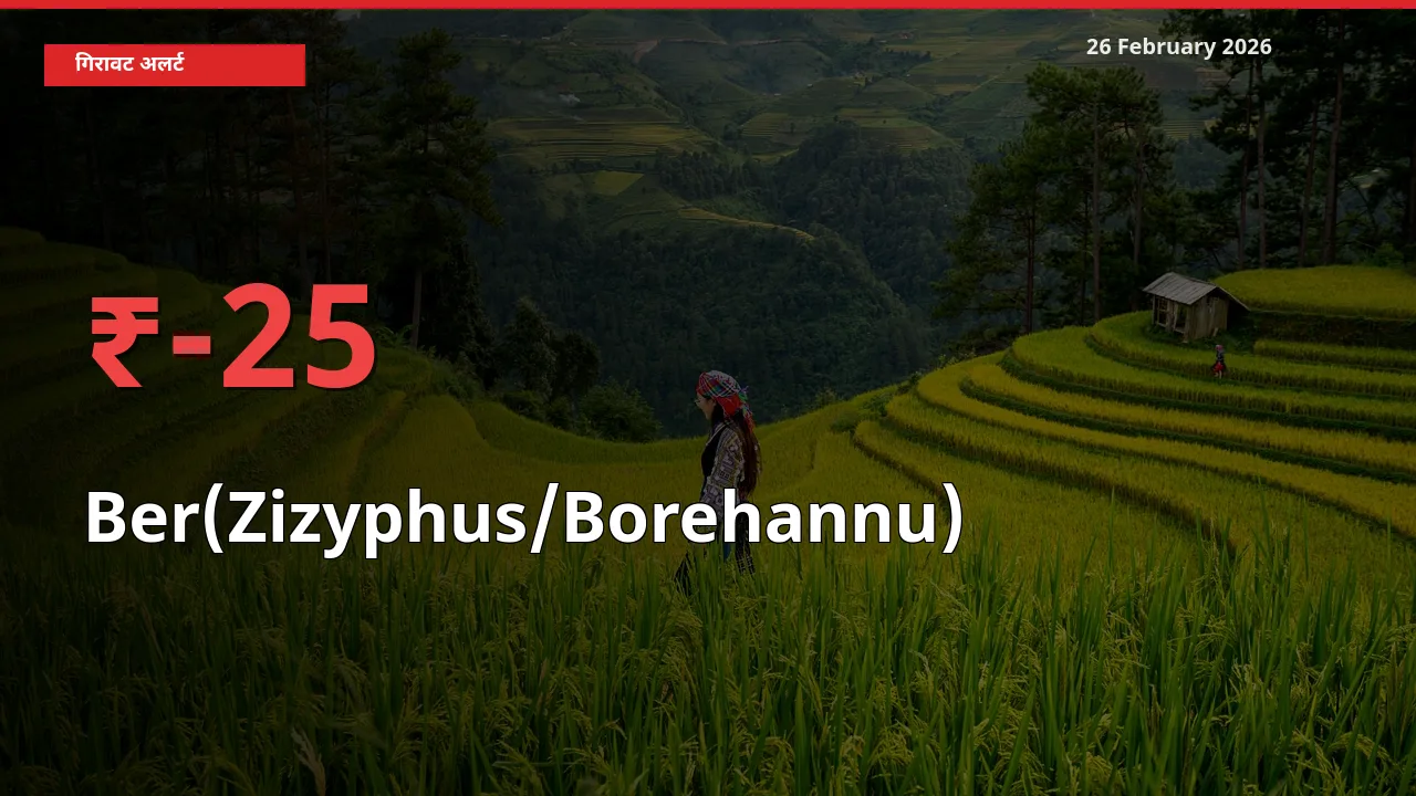 Ber(Zizyphus/Borehannu) 24.99% गिरा, मंडी