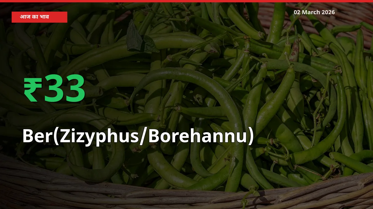 किसानों के लिए खुशखबरी! स्थानीय मंडी में Ber(Zizyphus/Borehannu) 33.33% उछला