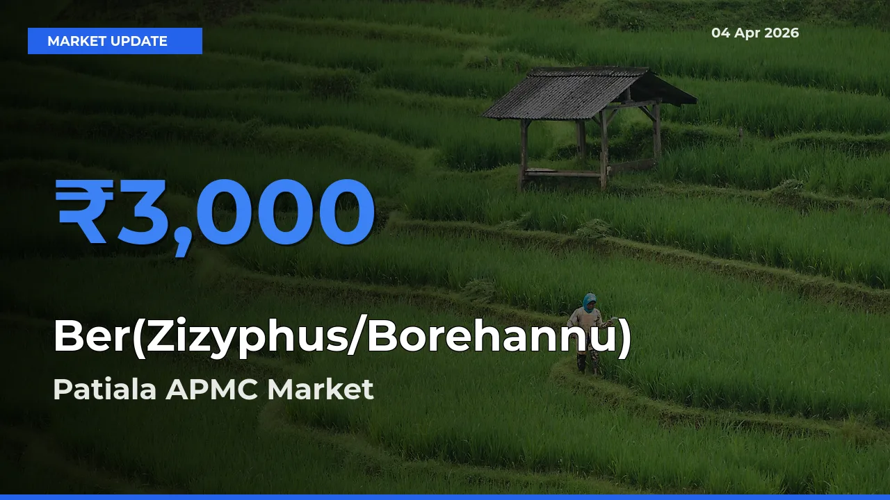 Patiala APMC Offers ₹3,000 – Highest Ber(Zizyphus/Borehannu) Rate Today