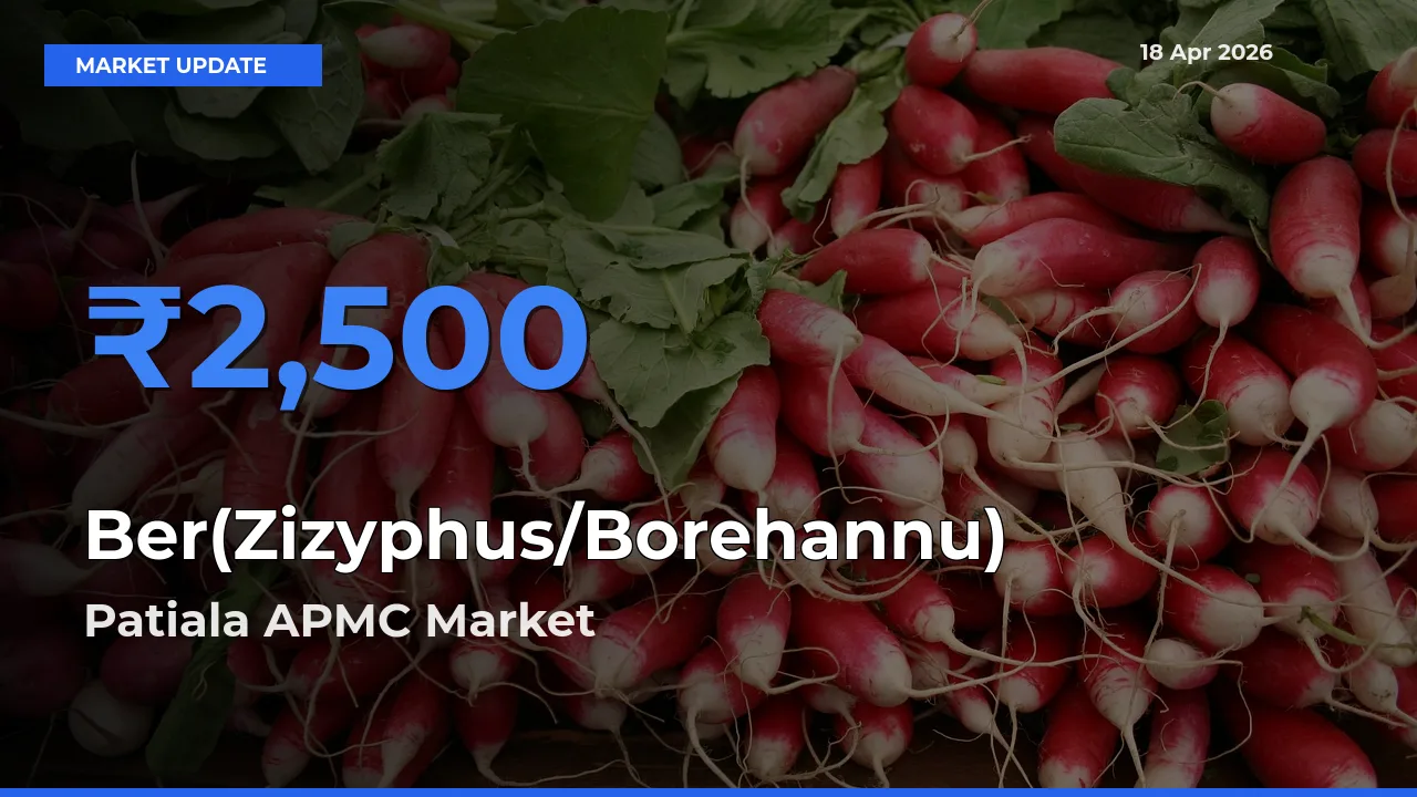Farmers Prefer Patiala APMC as Ber(Zizyphus/Borehannu) Hits Highest Rate