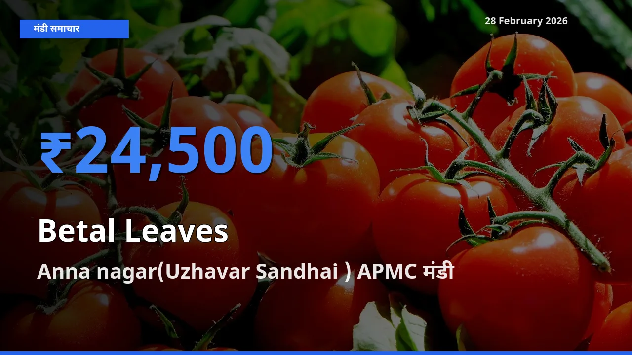 28 February अपडेट: Betal Leaves के सबसे ऊँचे दाम Anna nagar(Uzhavar Sandhai ) APMC मंडी में