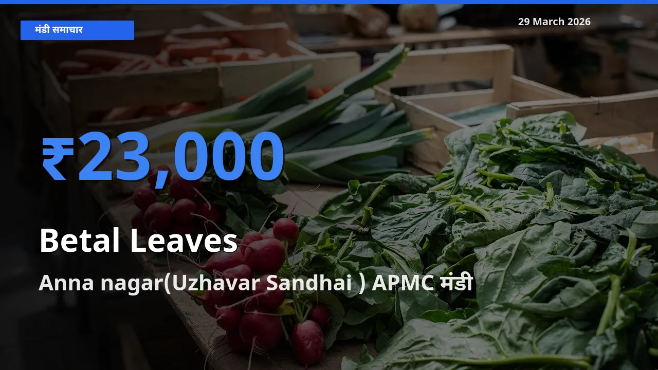 टॉप मंडी बना Anna nagar(Uzhavar Sandhai ) APMC! पान के पत्ते के सबसे ऊँचे दाम यहीं दर्ज