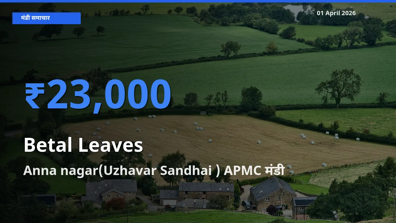 Anna nagar(Uzhavar Sandhai ) APMC मंडी में पान के पत्ते ₹23,000 पर पहुँचा – आज का सर्वोच्च भाव