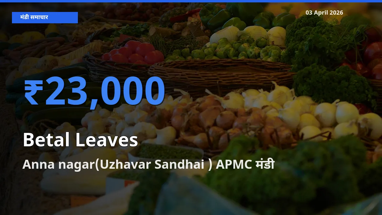 आज का मंडी भाव: पान के पत्ते के सबसे ज़्यादा दाम Anna nagar(Uzhavar Sandhai ) APMC में
